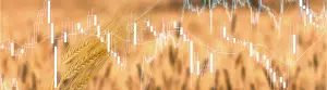 How Australian Grains Are Shaping World Market Equilibrium