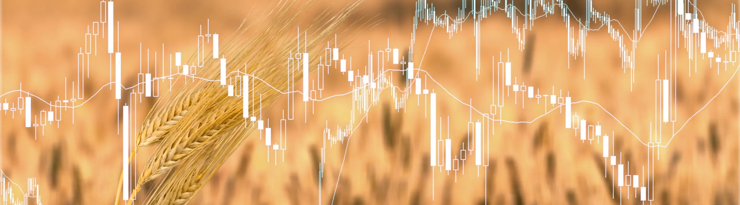 How Australian Grains Are Shaping World Market Equilibrium