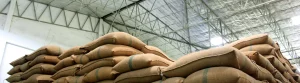 2025 Global Cashew Market Outlook | Trends and Price