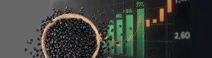 Black Matpe Prices Surge: Impact of Poor Indian Crop Quality and Low Myanmar Stocks