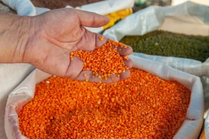 Australian Red Lentils Market: Frost Impact and Global Implications