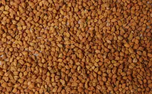 Global Desi Chickpeas Market: Australian Harvest Pressures Prices Amid Shifting Trade Dynamics