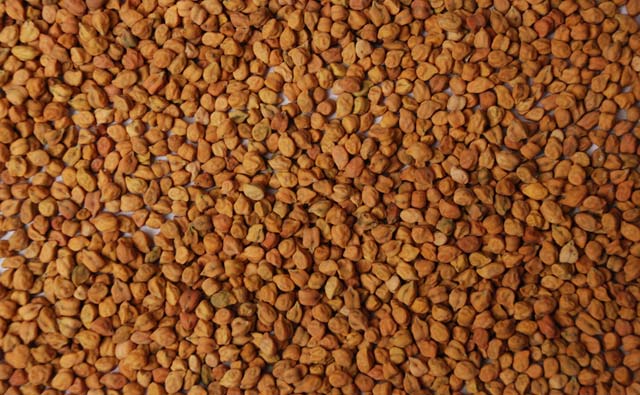 Global Desi Chickpeas Market: Australian Harvest Pressures Prices Amid Shifting Trade Dynamics