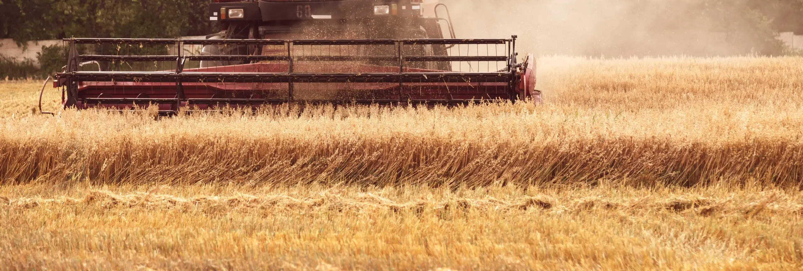 Global Wheat Markets: Signs Point to Bullish Momentum