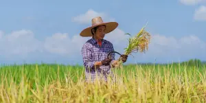 Global Rice Market Update: Production Estimates and Price Trends