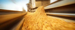Russian Grain Exports: Projections and Implications for 2025