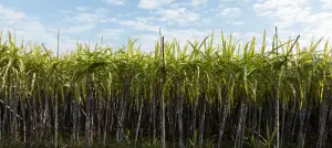 Sugarcane field with plants growing