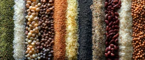 Australia-India Trade Agreement Boosts Lentil Exports Under New Duty Structure