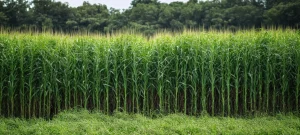 Global Sugar Markets: India's Export Policy Shift Signals Price Pressure