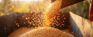 Corn Price Rally: Implications for Global Grain Markets