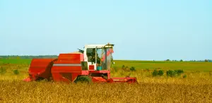 Australia's Chickpea Exports to India Surge: Market Analysis