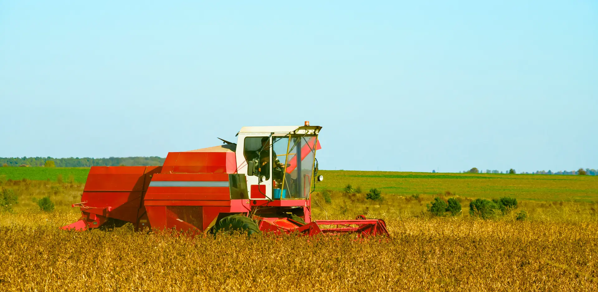 Australia's Chickpea Exports to India Surge: Market Analysis