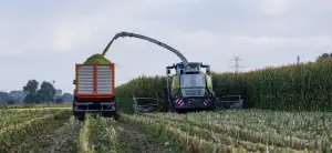 Global Corn Market Shows Bullish Signs Amid Supply Tightening