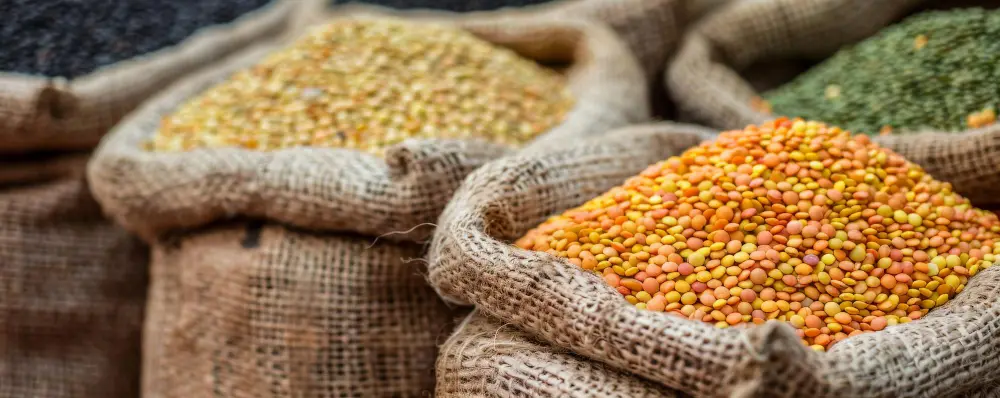 Green lentils forward contracts pricing chart showing decline from $850 to $560 per tonne as India imports renegotiate deals amid global supply surplus