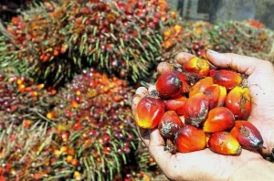 Palm oil market analysis showing Indonesian palm oil plantation with biodiesel refinery in background, illustrating the transformation of palm oil market dynamics as Indonesia implements biodiesel blending mandate affecting global cooking oil prices forecast and vegetable oil trade flows
