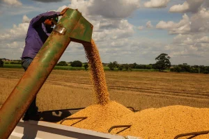 Trade GM Soymeal Corn Policy – Illustration showing India–US trade discussions with visuals of soymeal, corn, and policy documents, representing India’s cautious approach to GM crop imports