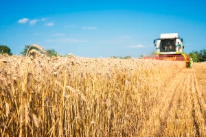 Turkey’s Wheat Flour Sector Hit by Dry Weather and Policy Shifts