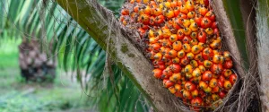 palm oil