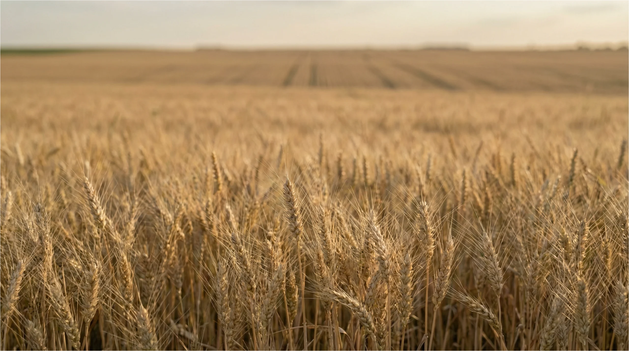 wheat field stretching to the horizon at peak harvest stage.