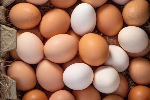 Indian food company executives reviewing supply chain risks and protein sourcing sustainability frameworks