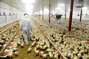 China poultry production driving global feed grain demand in automated white broiler facility