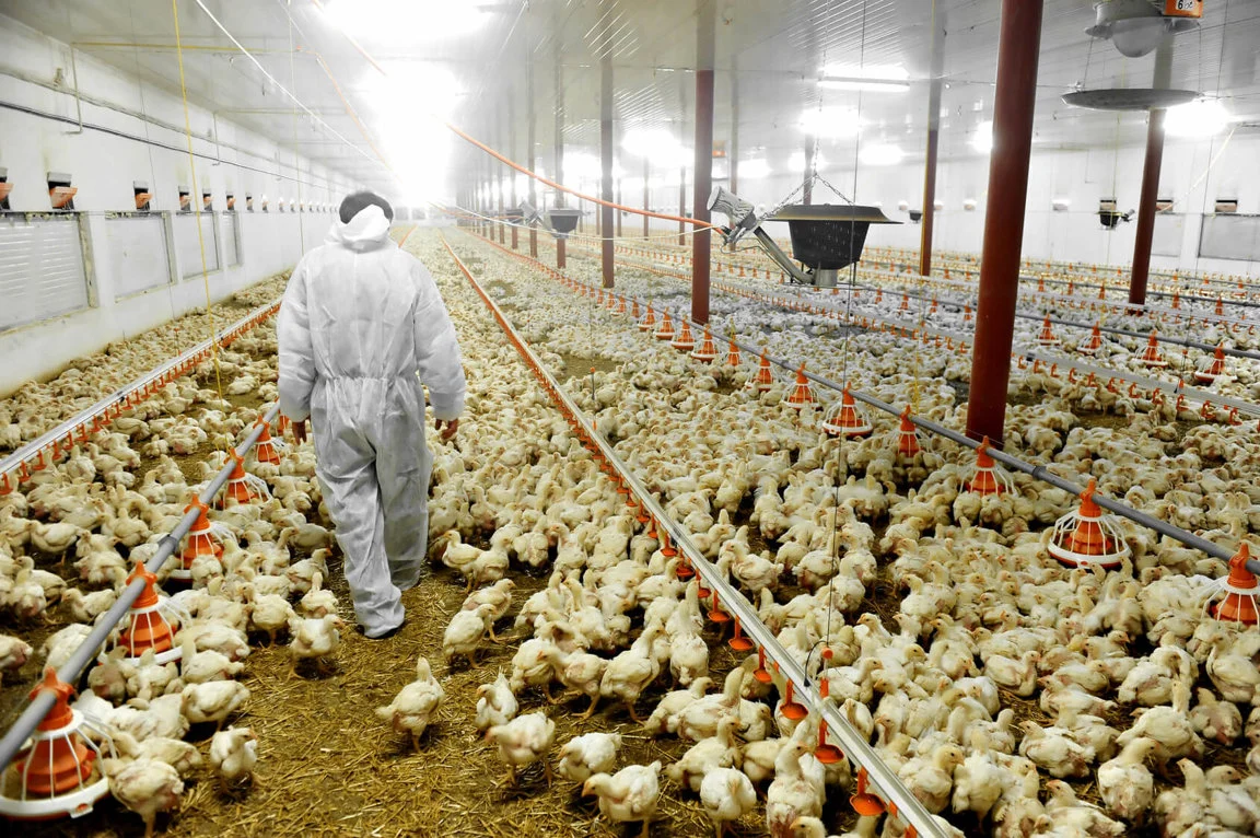 China poultry production driving global feed grain demand in automated white broiler facility