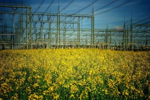 rapeseed