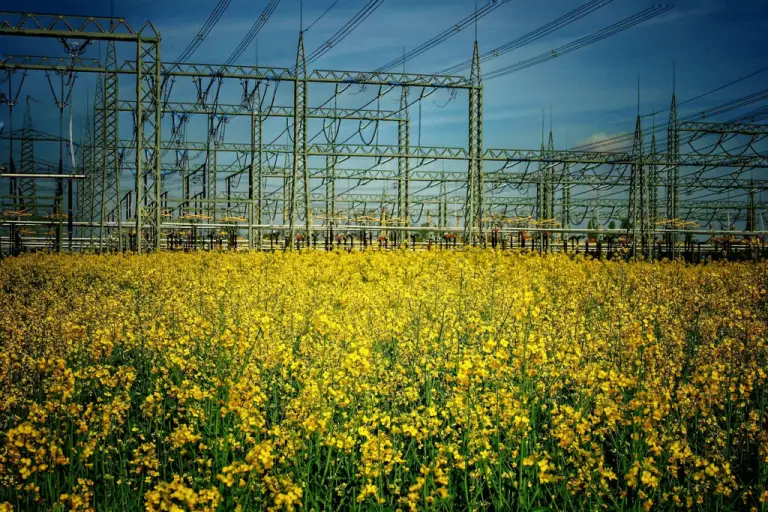 rapeseed