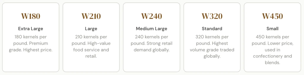 Cashew Kernel Grades: How RCN Becomes a Finished Product