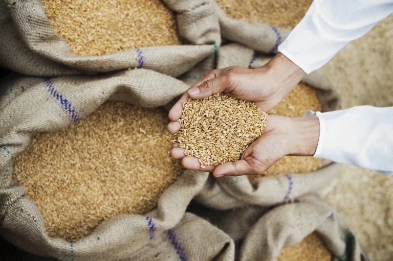 India grain surplus wheat and rice buffer stocks in government warehouses surpassing buffer norms in 2026