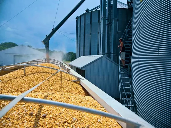 Global grain supply outlook showing wheat fields under drought stress as 2026-27 production forecasts tighten