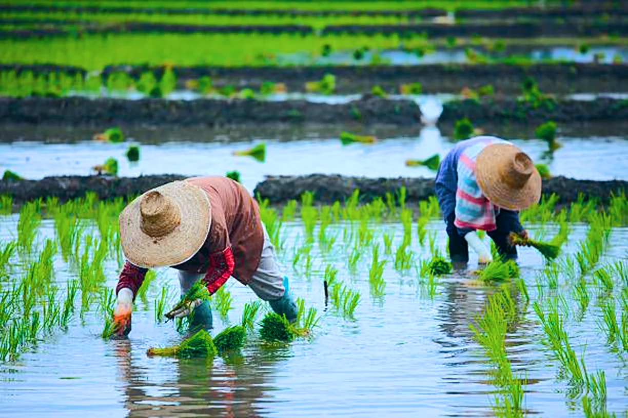 Rice prices rising in global markets as El Nino threatens tropical paddy production