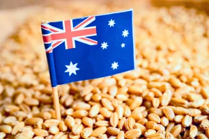 Australian winter crop production decline shown across a dry wheat field at harvest