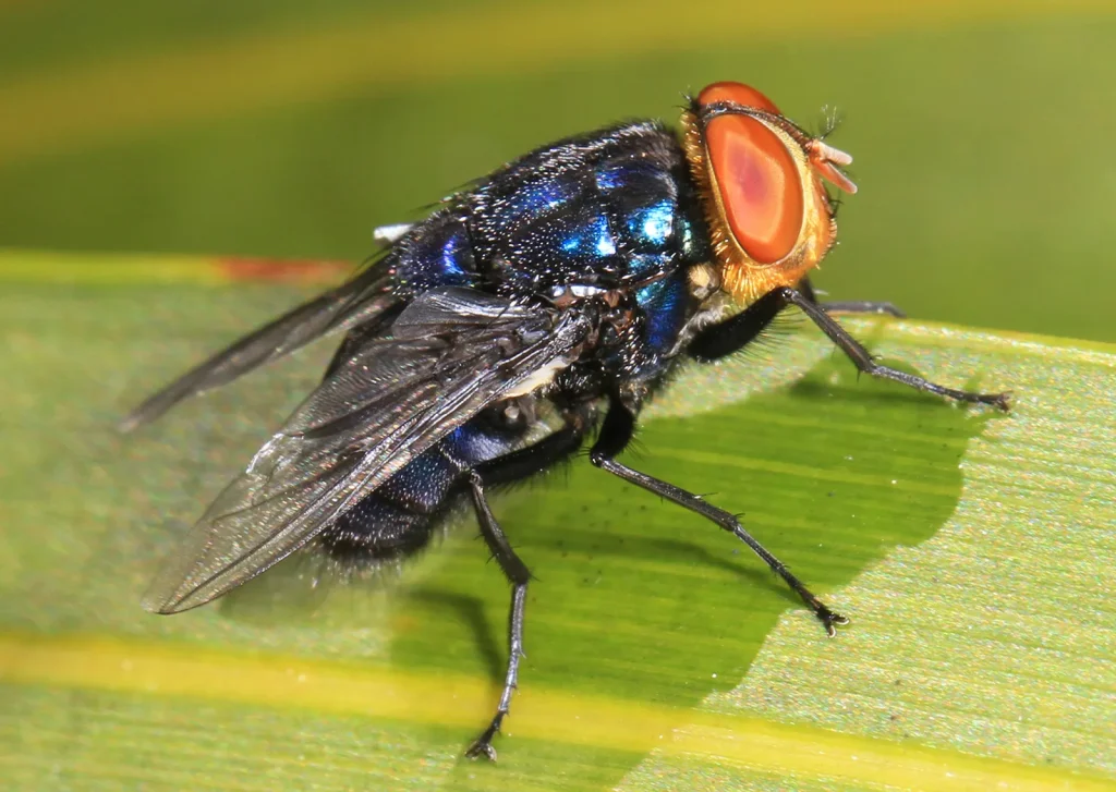New World Screwworm fly, the flesh-eating parasite detected in Texas cattle after six decades