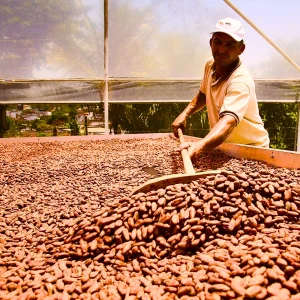 Cocoa Crisis