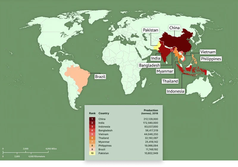 The World Rice Map: Where It Is Grown, Traded And Needed Most