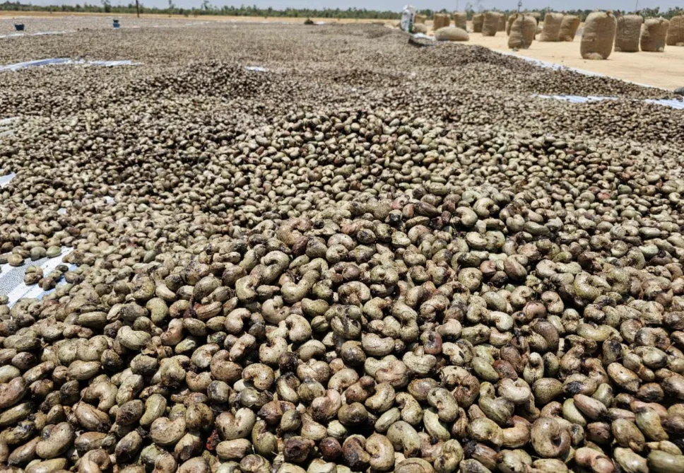 Raw cashew nuts spread out to sun-dry after harvest