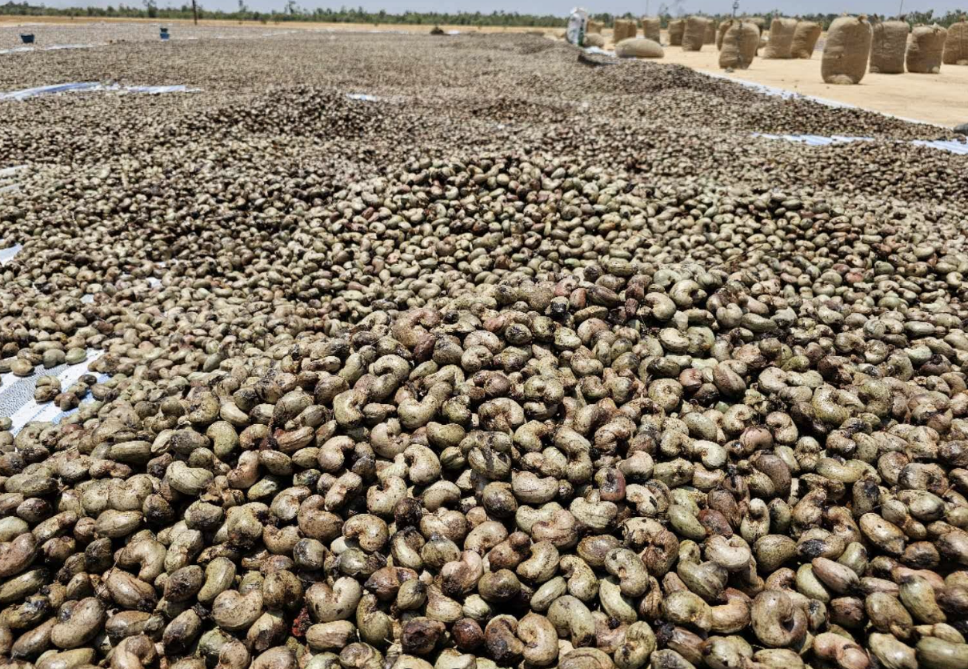 Raw cashew nuts spread out to sun-dry after harvest