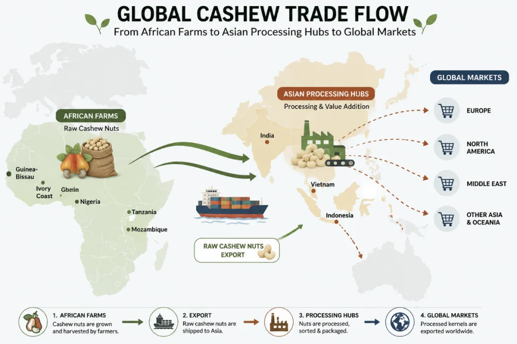 Trade flow of raw cashew nuts from African farms to Asian processing hubs to global markets